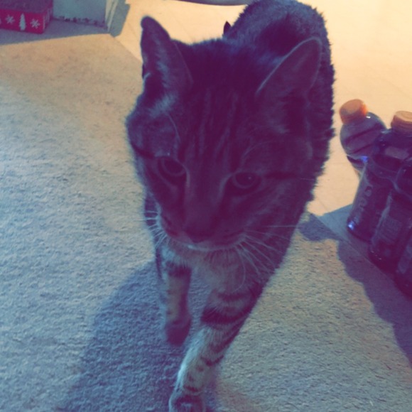 thecatgoddess51